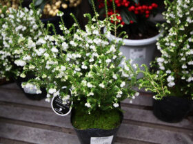 １月入荷中の花苗の紹介