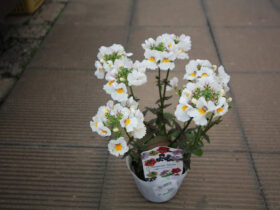 １月入荷中の花苗の紹介