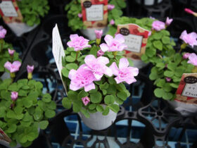 １月入荷中の花苗の紹介