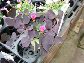 １月入荷中の花苗の紹介