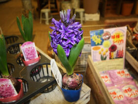 １月入荷中の花苗の紹介