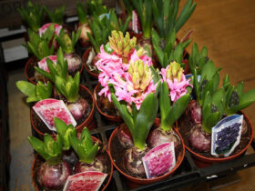 １月入荷中の花苗の紹介