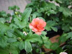 ２月入荷中の花苗の紹介