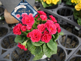 ２月入荷中の花苗の紹介