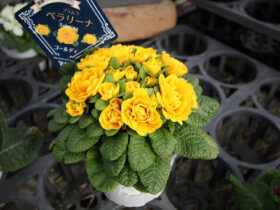 ２月入荷中の花苗の紹介