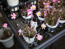 ２月入荷中の花苗の紹介