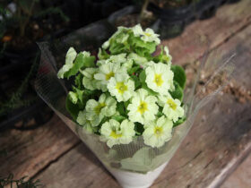 ２月入荷中の花苗の紹介