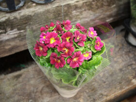 ２月入荷中の花苗の紹介
