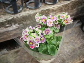 ２月入荷中の花苗の紹介