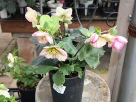 ２月入荷中の花苗の紹介