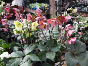 ２月入荷中の花苗の紹介