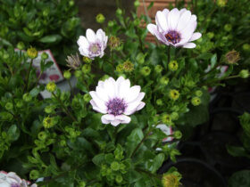 ２月入荷中の花苗の紹介