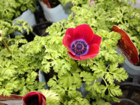 ２月入荷中の花苗の紹介