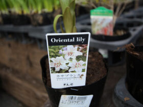２月入荷中の花苗の紹介