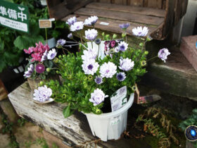 ２月入荷中の花苗の紹介