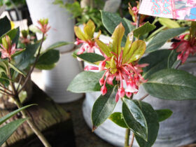２月入荷中の花苗の紹介