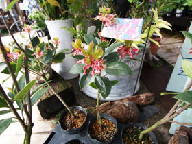 ２月入荷中の花苗の紹介