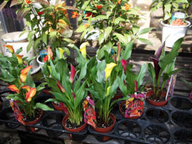 ２月入荷中の花苗の紹介