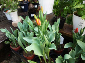２月入荷中の花苗の紹介