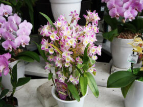 ２月入荷中の花苗の紹介