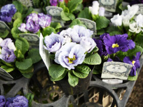 ２月入荷中の花苗の紹介