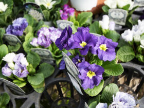 ２月入荷中の花苗の紹介