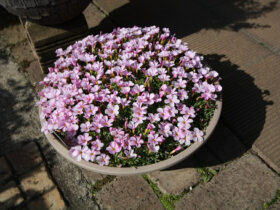 ２月入荷中の花苗の紹介