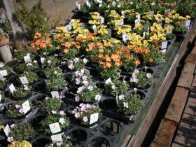 ２月入荷中の花苗の紹介