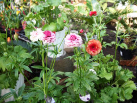 ２月入荷中の花苗の紹介