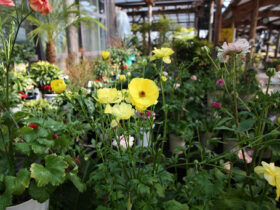 ２月入荷中の花苗の紹介