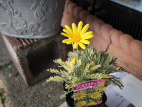 ２月入荷中の花苗の紹介
