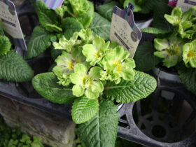 ２月入荷中の花苗の紹介