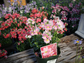 ２月入荷中の花苗の紹介