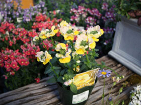 ２月入荷中の花苗の紹介