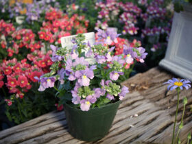２月入荷中の花苗の紹介