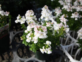 ２月入荷中の花苗の紹介