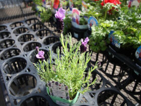 ２月入荷中の花苗の紹介