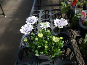 ２月入荷中の花苗の紹介