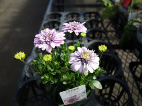 ２月入荷中の花苗の紹介