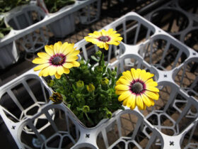 ２月入荷中の花苗の紹介