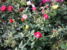 ２月入荷中の花苗の紹介