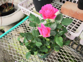 ２月入荷中の花苗の紹介