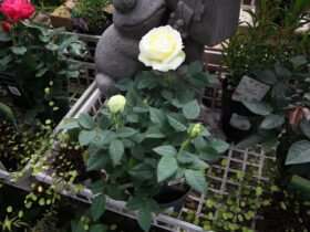 ２月入荷中の花苗の紹介