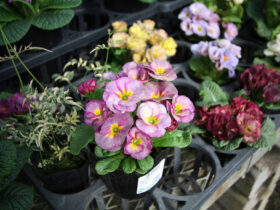 ２月入荷中の花苗の紹介