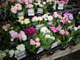 ２月入荷中の花苗の紹介