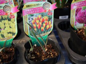 ２月入荷中の花苗の紹介