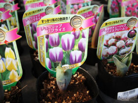２月入荷中の花苗の紹介