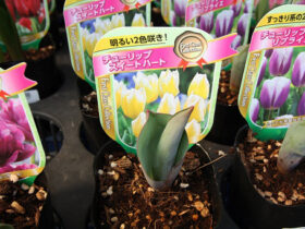 ２月入荷中の花苗の紹介