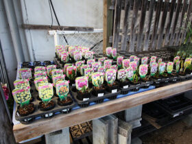 ２月入荷中の花苗の紹介