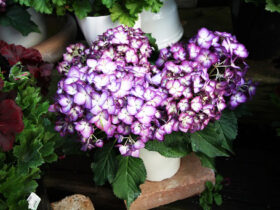 ３月入荷中の花苗の紹介